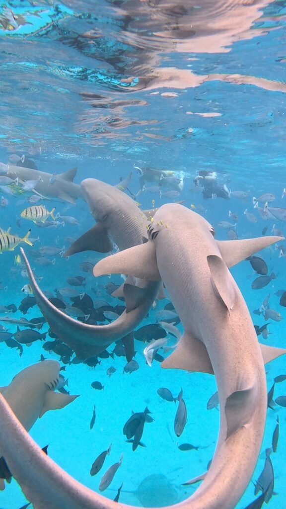 maldives snorkling