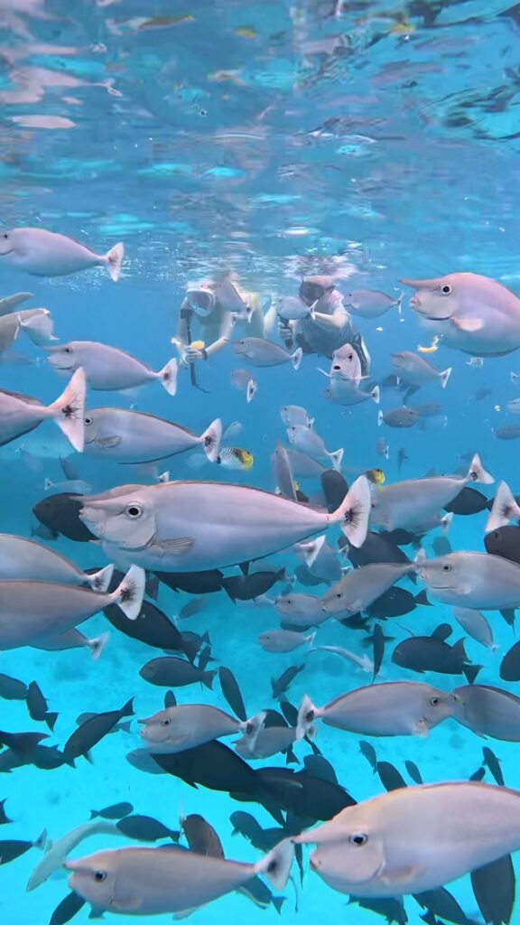 maldives snorkling