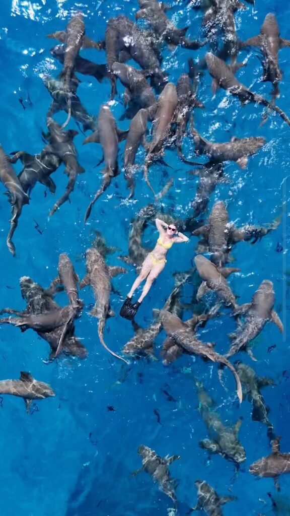 swimming with sharks maldives