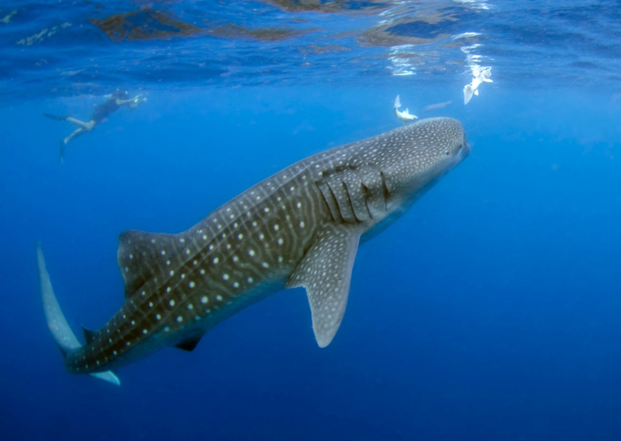 whale shark maldives
